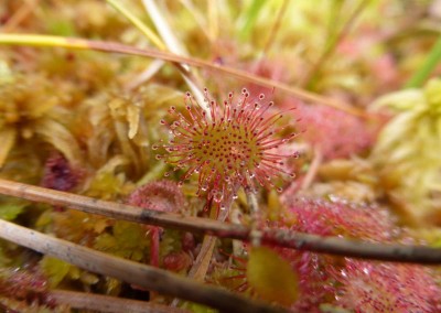 Drosera à feuilles rondes