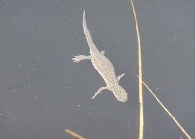 Triton alpestre