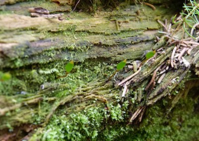 Buxbaumie verte