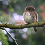 Glaucidium passerinum