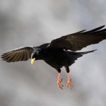 1280px-Alpine_Chough_(Pyrrhocorax_graculus)_(5)[1]