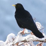 640px-Pyrrhocorax_graculus_091226-2[1]